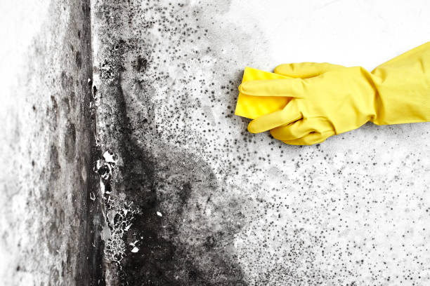 Reliable Monroe Manor, NJ Mold Remediation Solutions