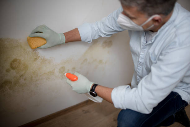 Best Insurance-Related Mold Remediation in Monroe Manor, NJ
