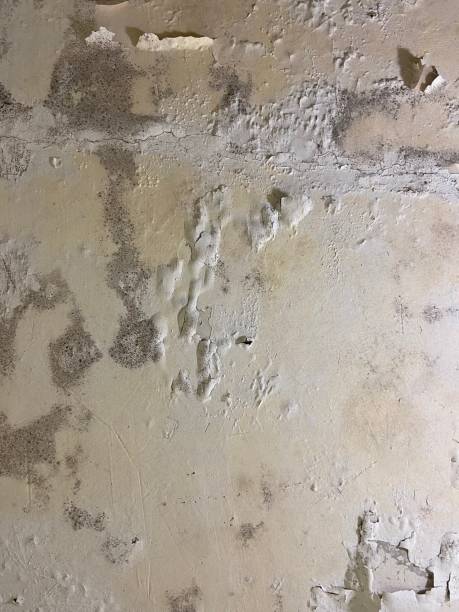Best Industrial Mold Remediation in Monroe Manor, NJ