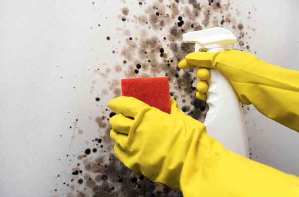 Best Mold Testing and Inspection Services in Monroe Manor, NJ