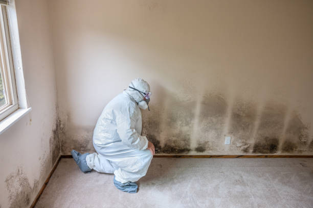 Best Insurance-Related Mold Remediation in Monroe Manor, NJ
