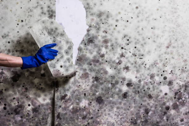 Best Attic Mold Remediation in Monroe Manor, NJ